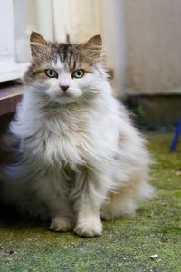 Portrait of cat looking at camera