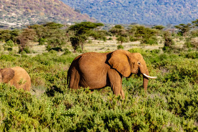Elephant walking in a field