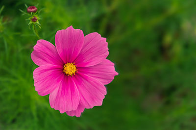 Close-up of pink cosmos flower