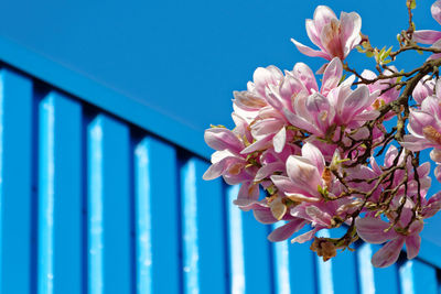 Low angle view of pink flowers against blue sky