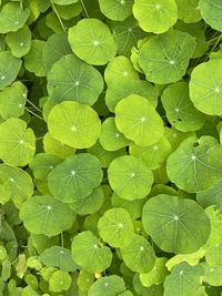 Full frame shot of green leaves