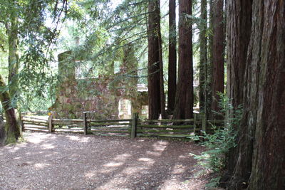 Trees in forest