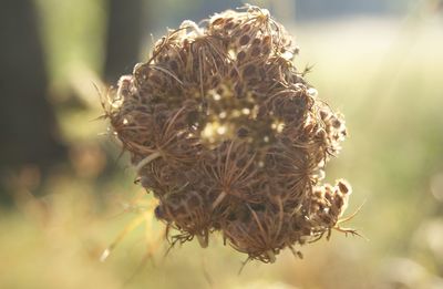 Close-up of dandelion flower