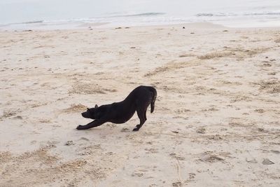 Dog running on beach