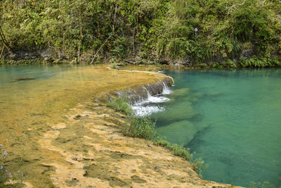 Scenic view of river flowing in forest