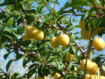 Low angle view of fruits on tree against sky