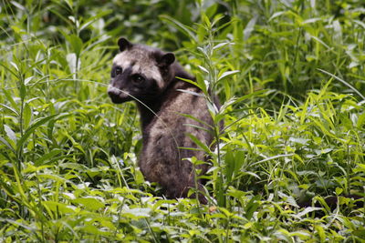 Close-up of wild dog on grassy field