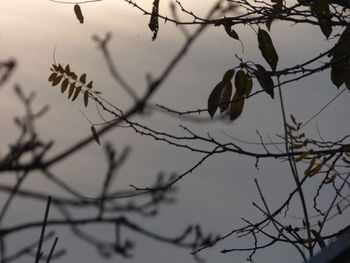 Low angle view of tree branch against sky