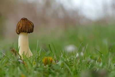 Close-up of mushroom growing on field