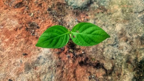 Close-up of plant leaf
