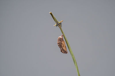 Close-up of insect against clear sky