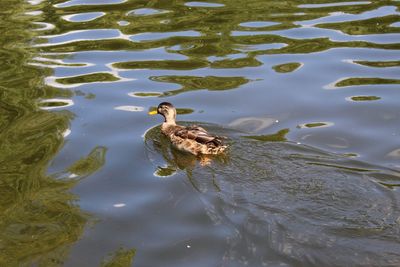 High angle view of ducks swimming in lake