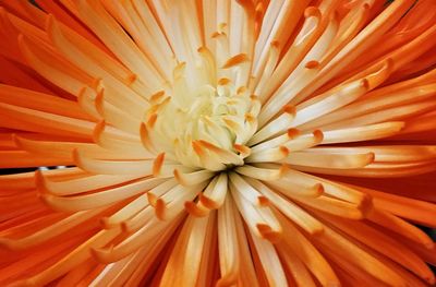 Full frame shot of orange flower