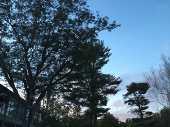 Low angle view of trees against clear sky