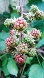 Close-up of berries growing on tree