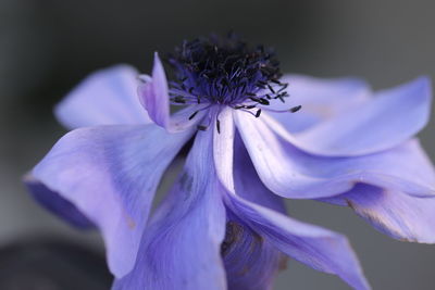 Close-up of purple flowering plant