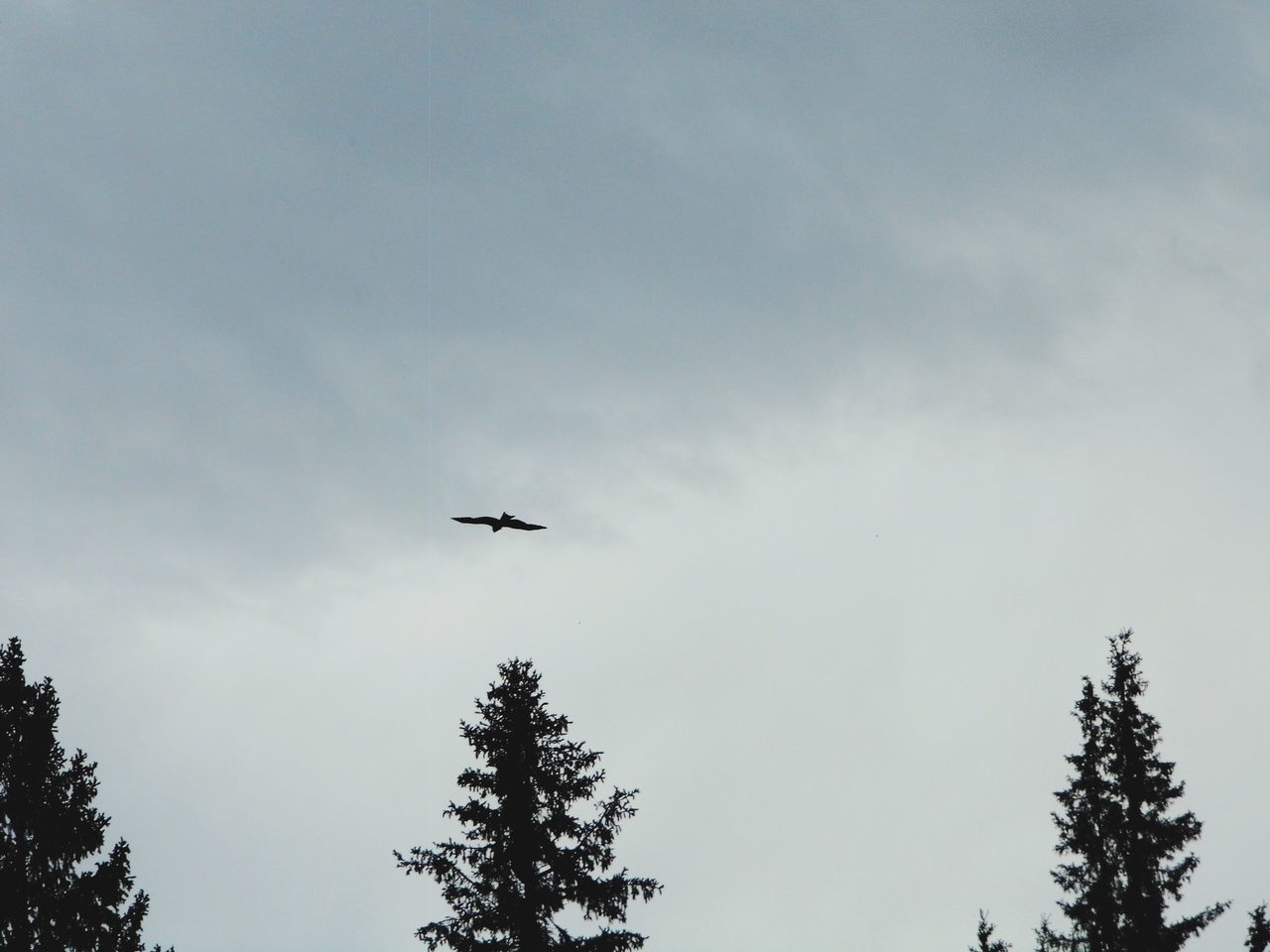 LOW ANGLE VIEW OF SILHOUETTE AIRPLANE AGAINST SKY