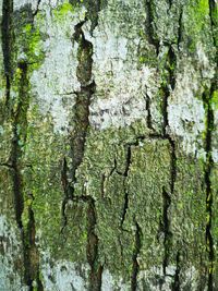 Full frame shot of moss on tree trunk