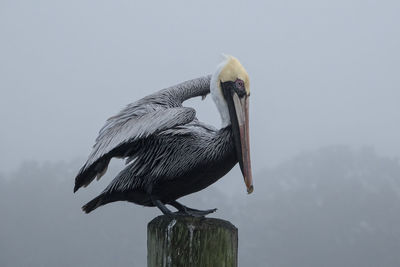 Pelican perching on wooden post with wins raising and feet pointed up on foggy morning