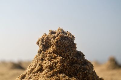 Close-up of lichen on rock against sky