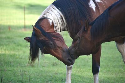 Horse grazing in field