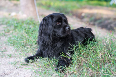 Black dog sitting on field