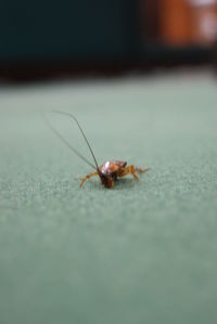 Close-up of insect on leaf