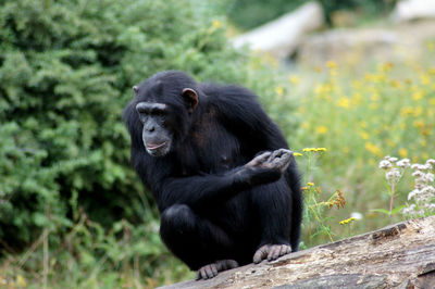 Monkey sitting in a sunlight