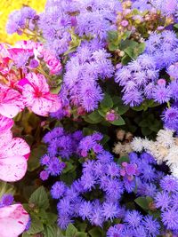 Close-up of purple flowers blooming outdoors