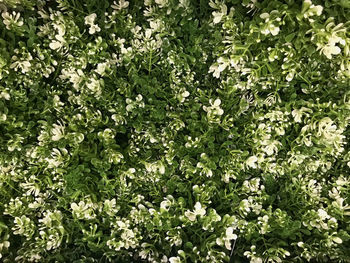 Full frame shot of white flowering plants