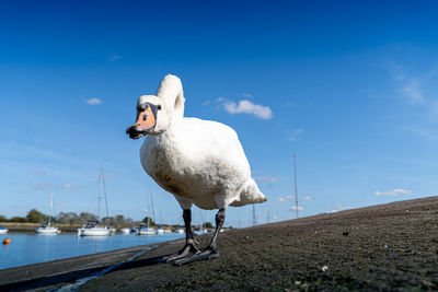 Seagull on a lake