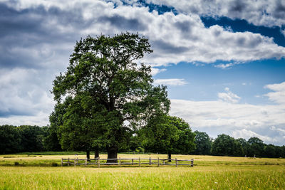 Trees on field against sky