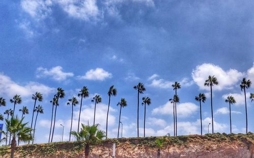 Low angle view of coconut palm trees on field against sky