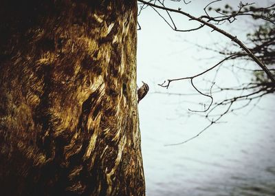 Low angle view of bare trees