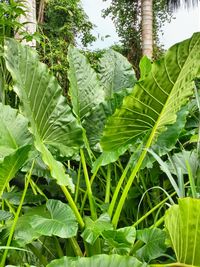 Close-up of fresh green plant