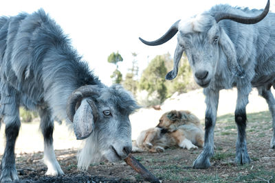High angle view of goats on field