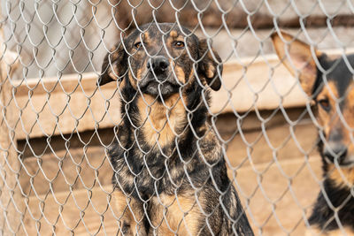 Close-up of dog looking through chainlink fence