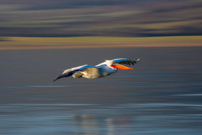 Close-up of bird flying over lake