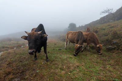 Cows on field