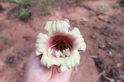 Close-up of hand holding flower