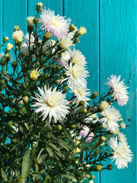 Close-up of white flowering plant