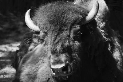 Close-up portrait of a horse