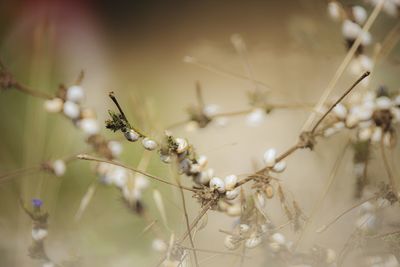 Close-up of flowering plants on field