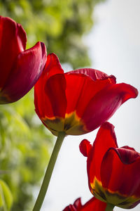 Close-up of red tulip