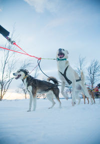 An exciting experience riding a dog sled in the winter landscape. 