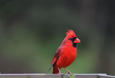 Close-up of bird perching