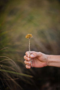 Close-up of hand holding dandelion flower