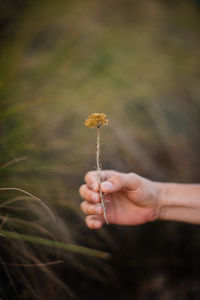 Cropped hand holding flower