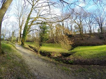 Footpath amidst trees in park