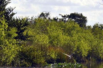Trees in forest against sky